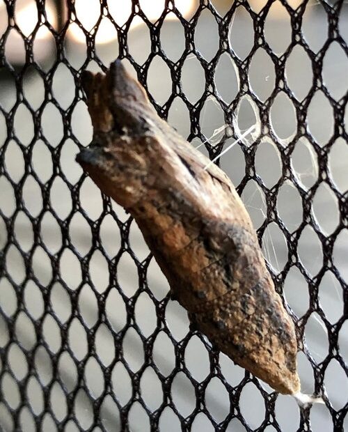 When Do Black Swallowtails Emerge