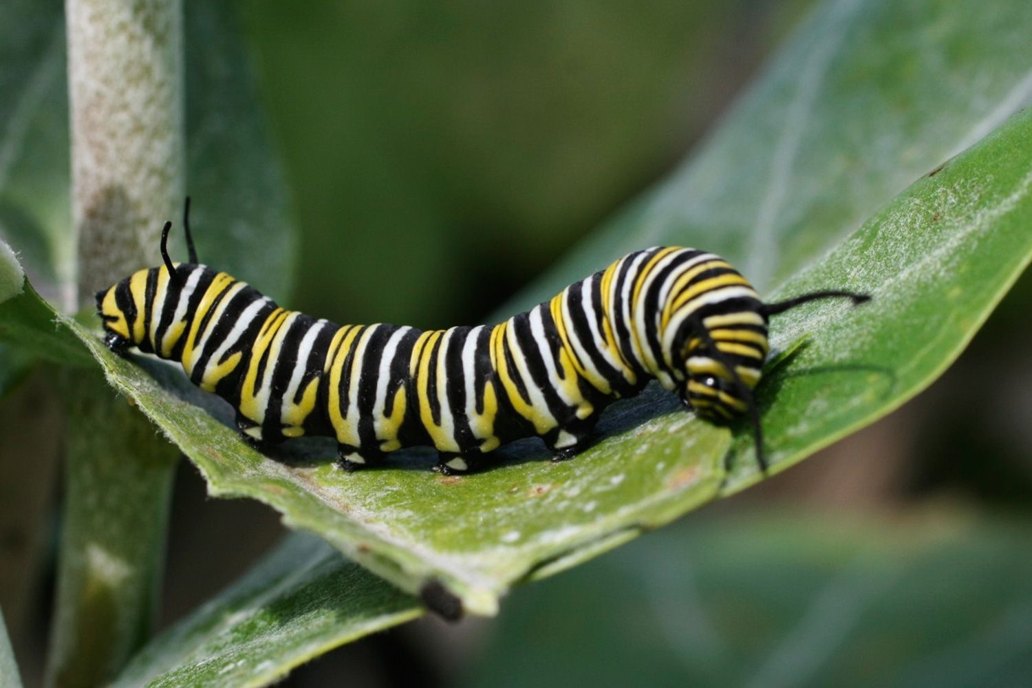 Where Do Caterpillars Live Where Do Caterpillars Live