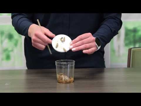 how do caterpillars live how do caterpillars live