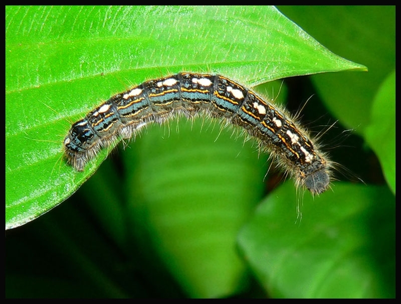 Where Do Caterpillars Live