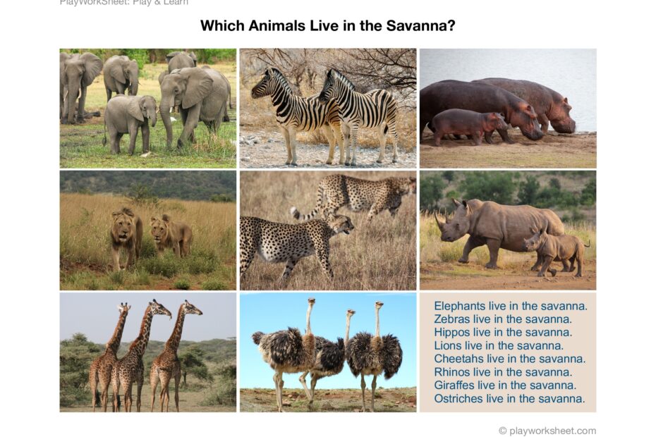 Which Animals Live In The Savanna Free Printables For Kids