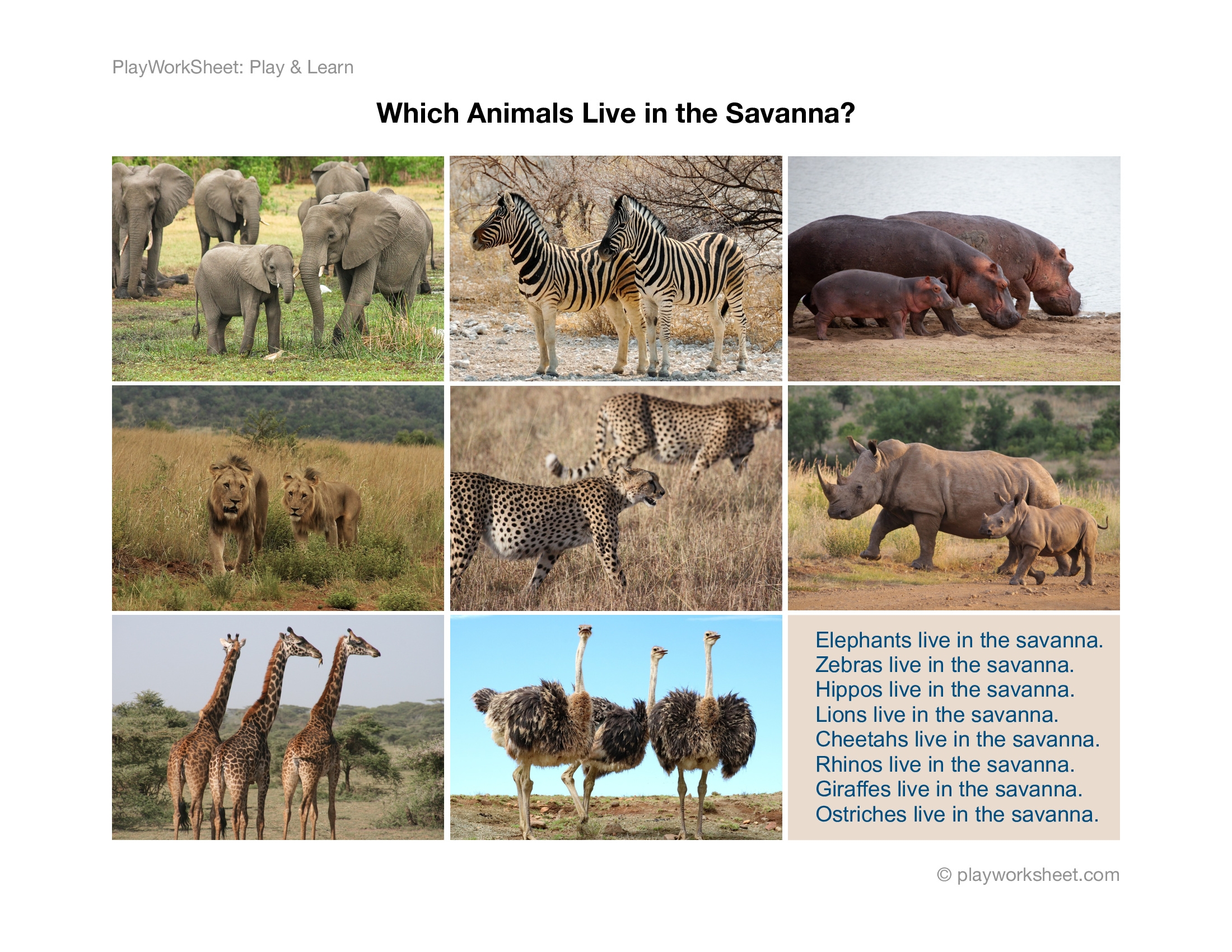 Which Animals Live In The Savanna Free Printables For Kids Which Animals Live In The Savanna Free Printables For Kids