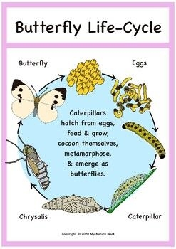 White Cabbage Butterfly Life Cycle Image To U White Cabbage Butterfly Life Cycle Image To U
