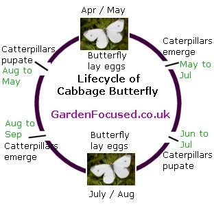 White Cabbage Butterfly Life Cycle Image To U White Cabbage Butterfly Life Cycle Image To U