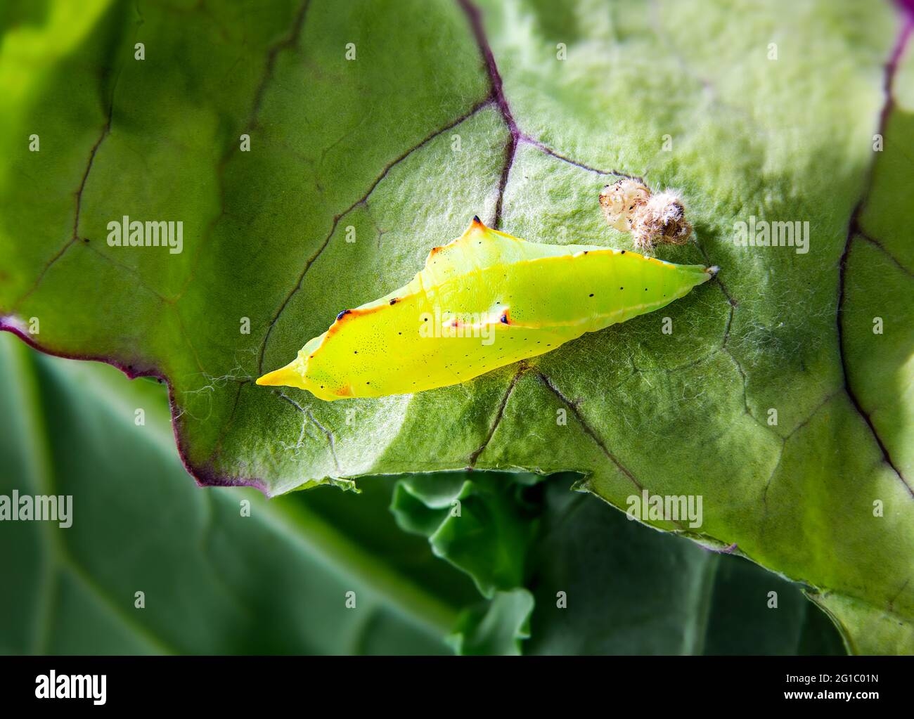 White Cabbage Butterfly Pupa Hi res Stock Photography And Images Alamy White Cabbage Butterfly Pupa Hi res Stock Photography And Images Alamy