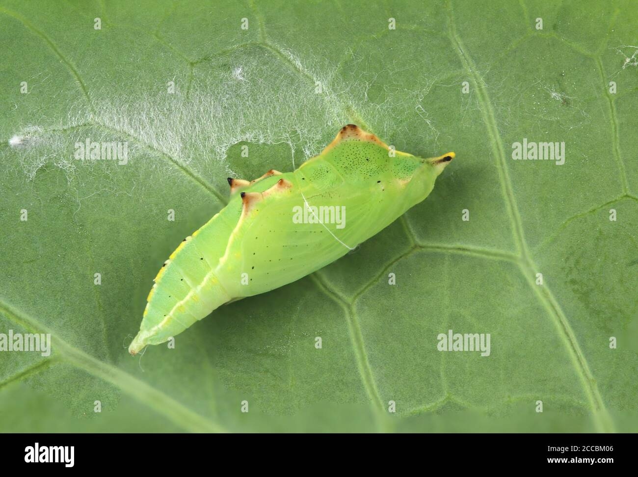 Cabbage White Butterfly Pupa Cabbage White Butterfly Pupa