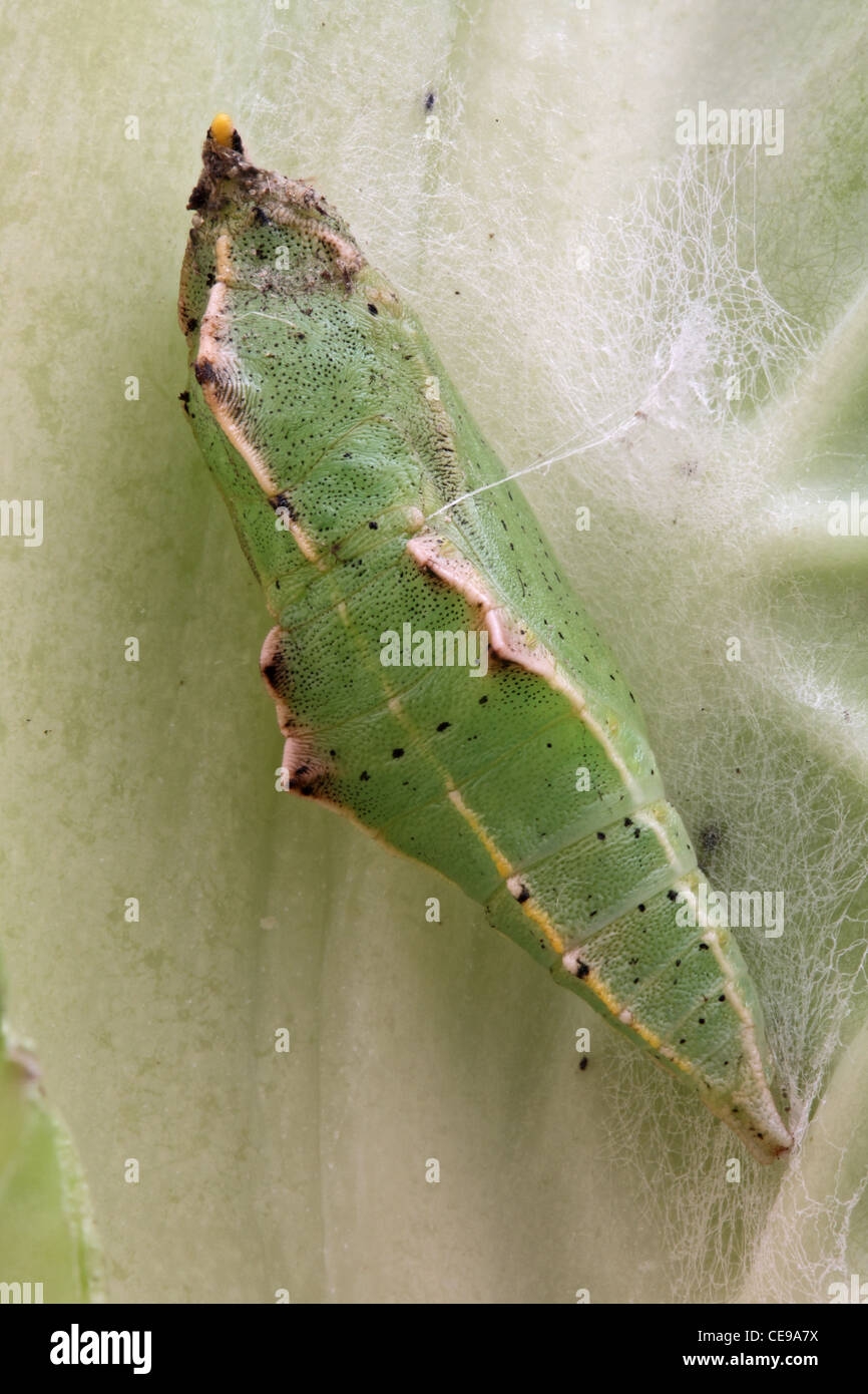 White Cabbage Butterfly Pupa Hi res Stock Photography And Images Alamy White Cabbage Butterfly Pupa Hi res Stock Photography And Images Alamy
