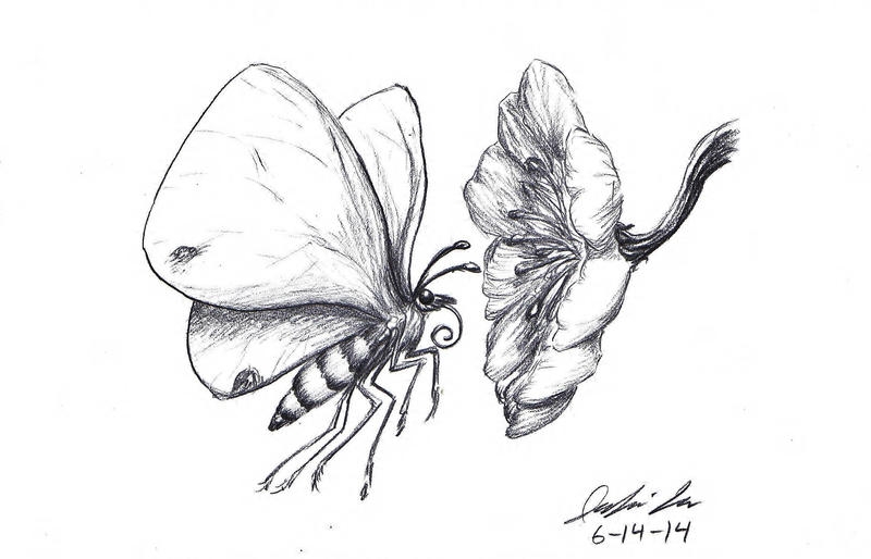 White Cabbage Butterfly Sketch By SpiderMilkshake On DeviantArt White Cabbage Butterfly Sketch By SpiderMilkshake On DeviantArt