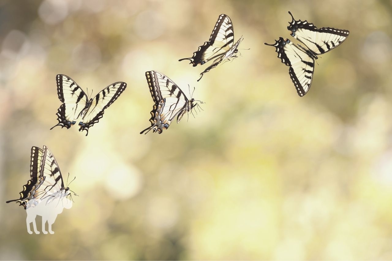 where do black swallowtails overwinter where do black swallowtails overwinter