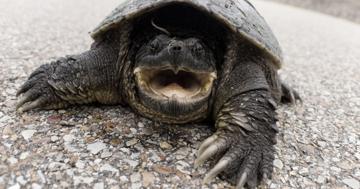 Why Do Turtles Attack Black All Turtles Why Do Turtles Attack Black All Turtles