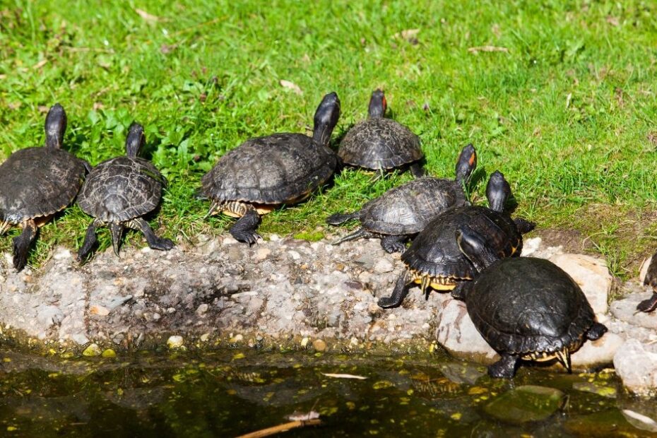 Why Do Turtles Attack Black All Turtles