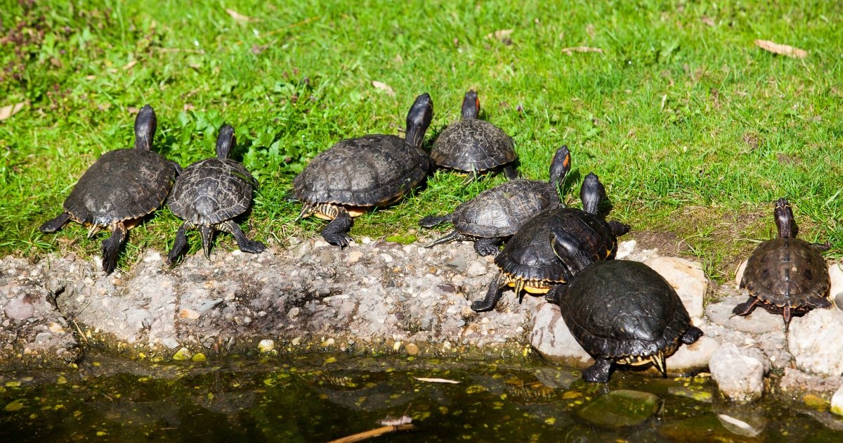 Why Do Turtles Attack Black All Turtles Why Do Turtles Attack Black All Turtles