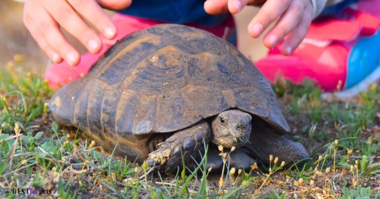 Why Do Turtles Attack Black Shoes Why Do Turtles Attack Black Shoes