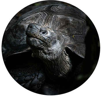 Why Do Turtles Hate Black Color Reasons