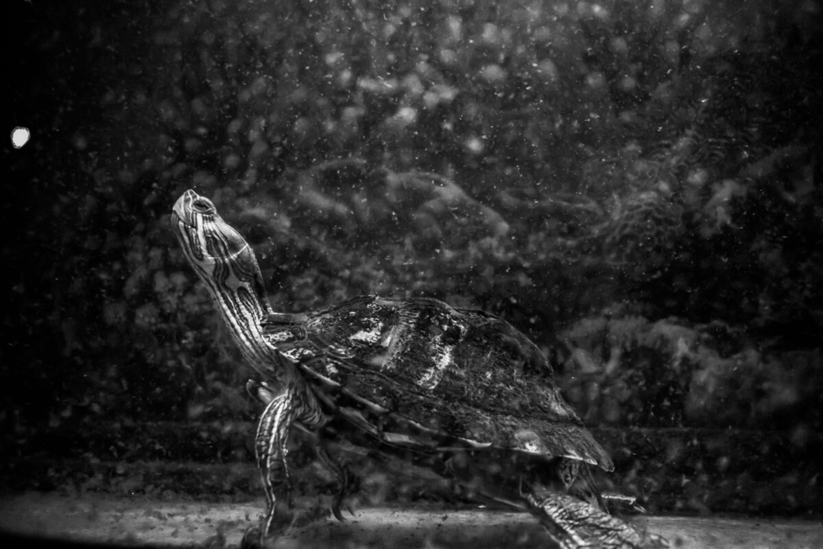 Why Do Turtles Hate Black Color Turtle Pet Guide Why Do Turtles Hate Black Color Turtle Pet Guide