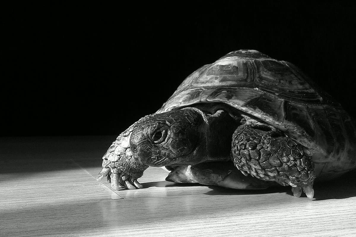 why turtles attack black why turtles attack black