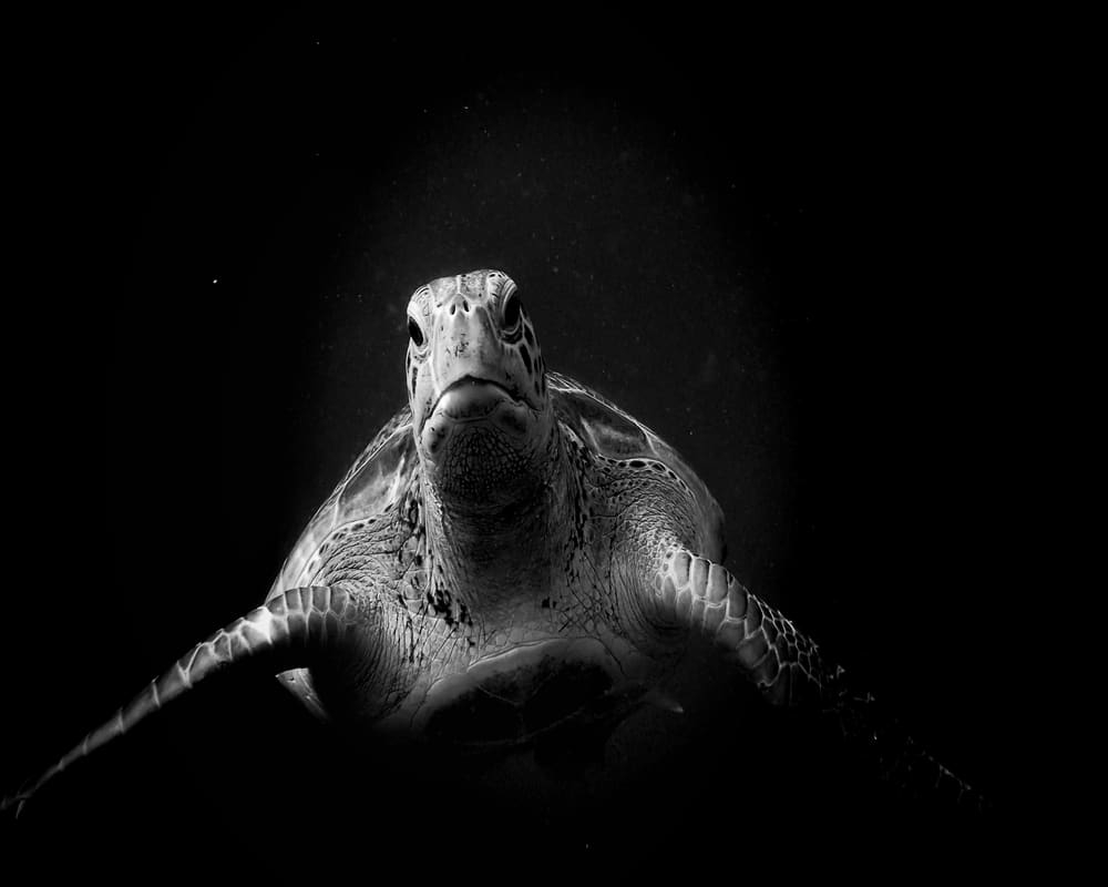 why do turtles hate the color black why do turtles hate the color black