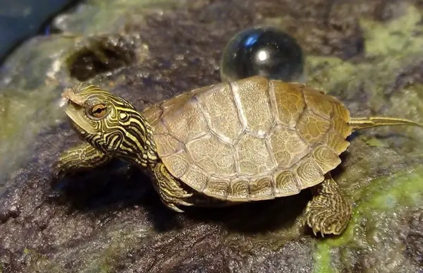 Why Is My Turtle Shell Color Fading What To Do About It Why Is My Turtle Shell Color Fading What To Do About It