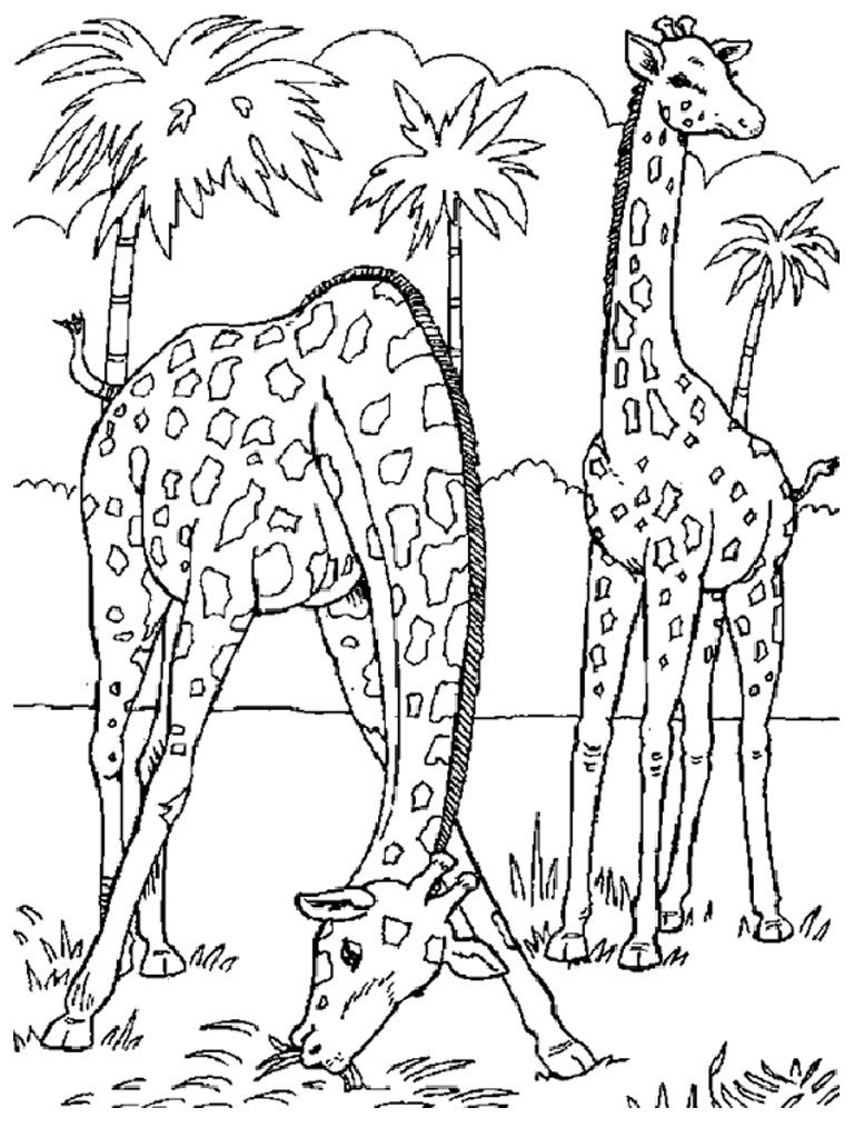 Wild Animals for Coloring Wild Animals for Coloring