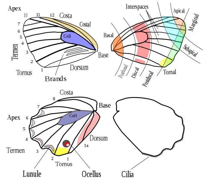 Wing Parts Of A Butterfly The Animal Files Wing Parts Of A Butterfly The Animal Files