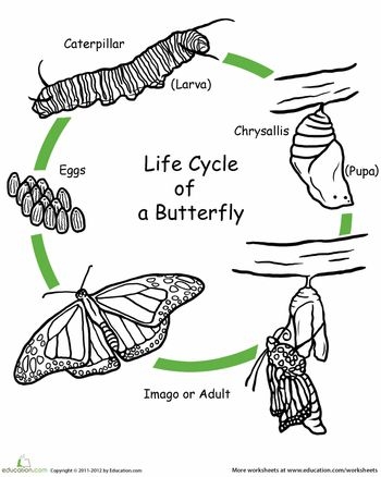 Worksheets Color The Life Cycle Butterfly TSgos Worksheets Color The Life Cycle Butterfly TSgos
