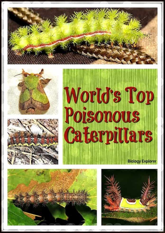 World 39 s Top 15 Poisonous Caterpillars Venomous Caterpillars World 39 s Top 15 Poisonous Caterpillars Venomous Caterpillars