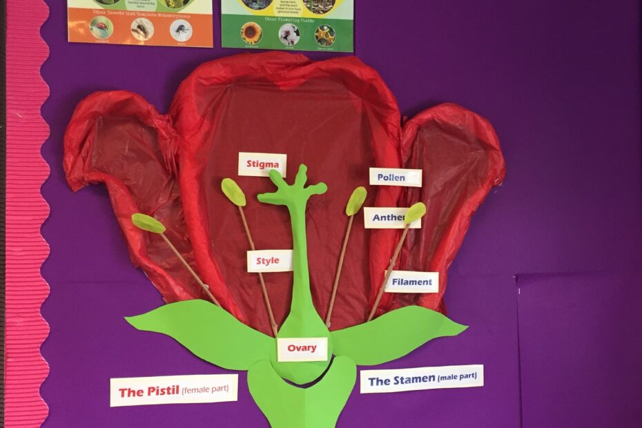 Year 5 Life Cycle Flower Display Board School Science Projects Science