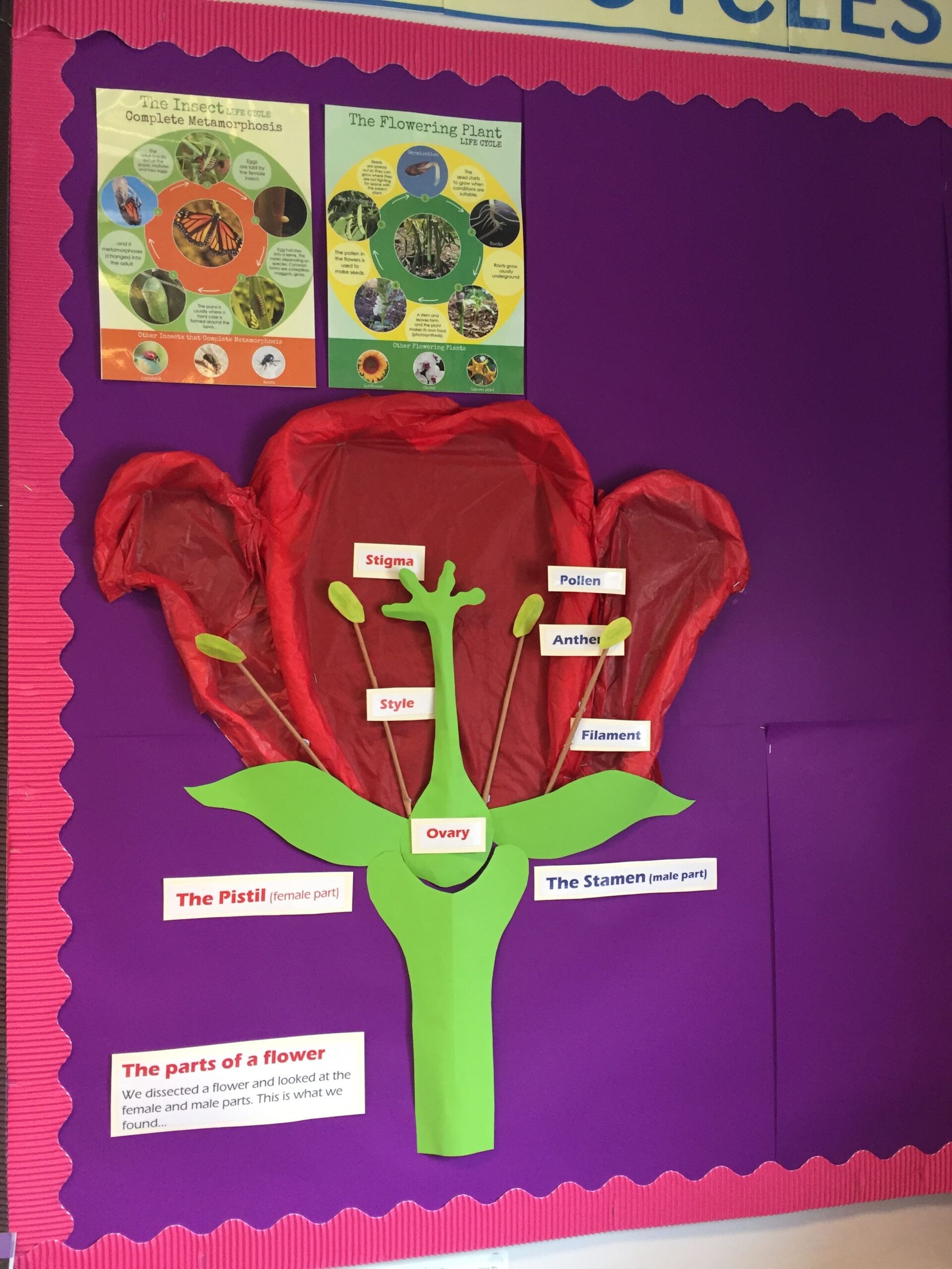 Year 5 Life Cycle Flower Display Board School Science Projects Science Year 5 Life Cycle Flower Display Board School Science Projects Science