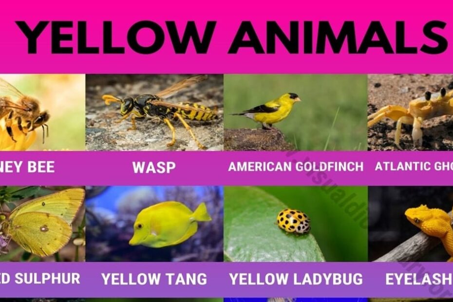 Yellow Animals List Of 20 Interesting Yellow Animals In Nature