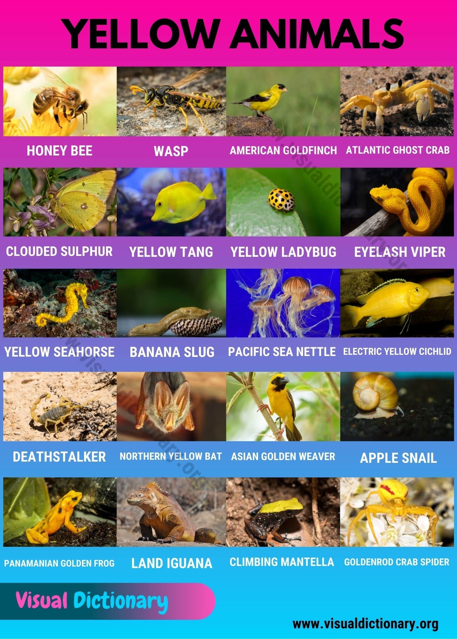 Yellow Animals List Of 20 Interesting Yellow Animals In Nature Yellow Animals List Of 20 Interesting Yellow Animals In Nature