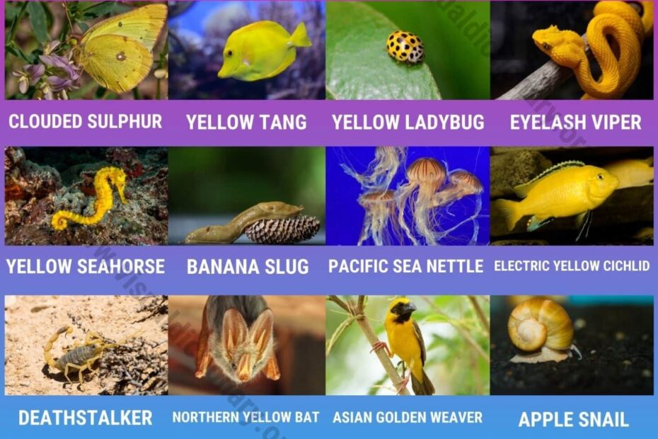 Yellow Animals List Of 20 Interesting Yellow Animals In Nature