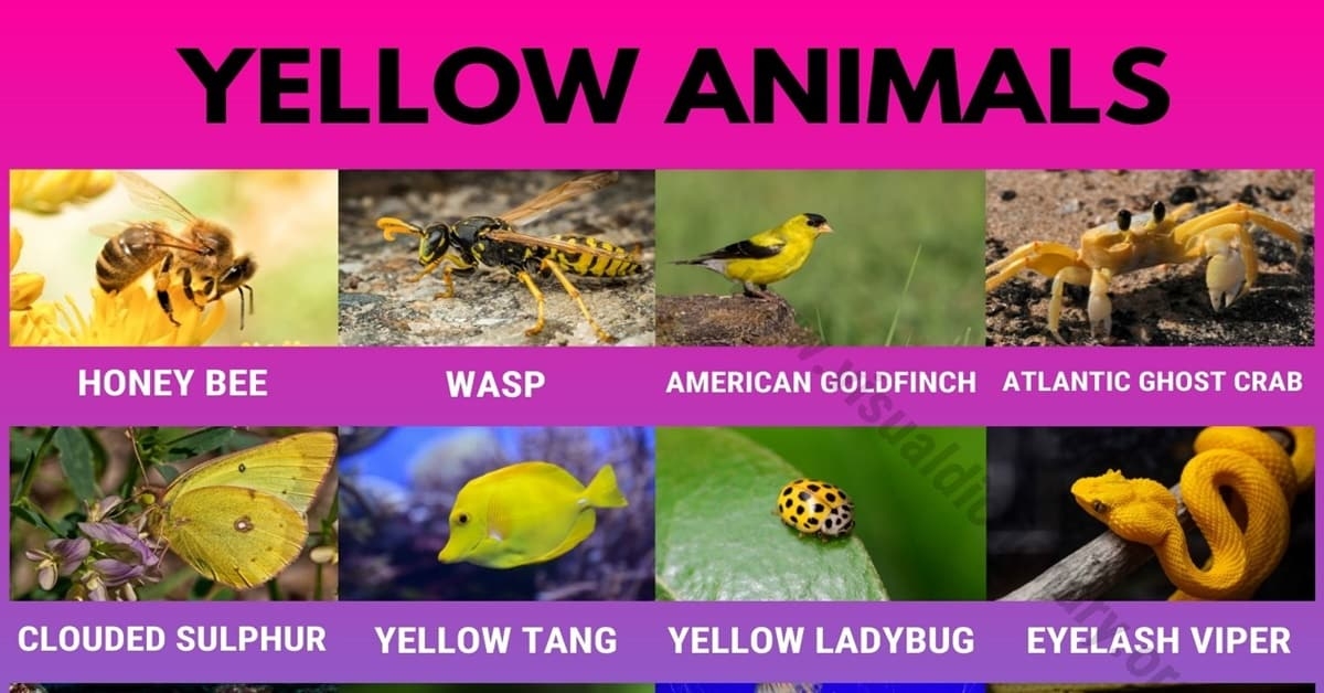 Yellow Animals List Of 20 Interesting Yellow Animals In Nature Yellow Animals List Of 20 Interesting Yellow Animals In Nature