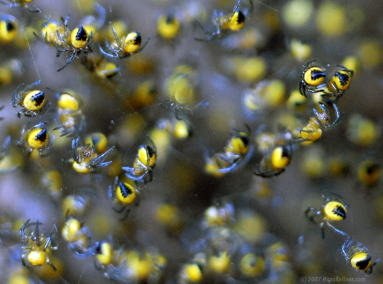 Yellow Baby Spiders Hans Kellner Dot Com Yellow Baby Spiders Hans Kellner Dot Com