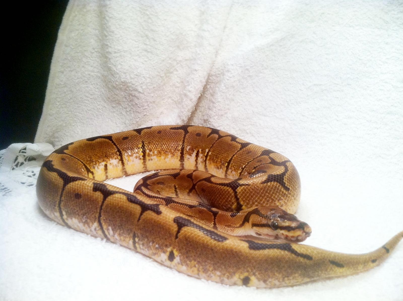 yellow belly spider yellow belly spider