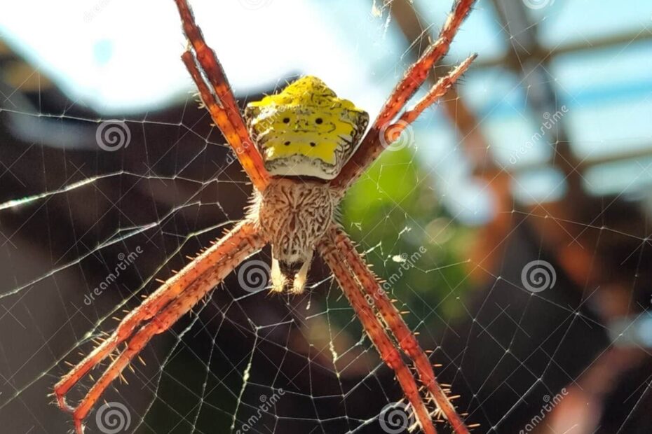 Yellow Belly Spider Stock Photo Image Of Yellow Dragonfly 264379244