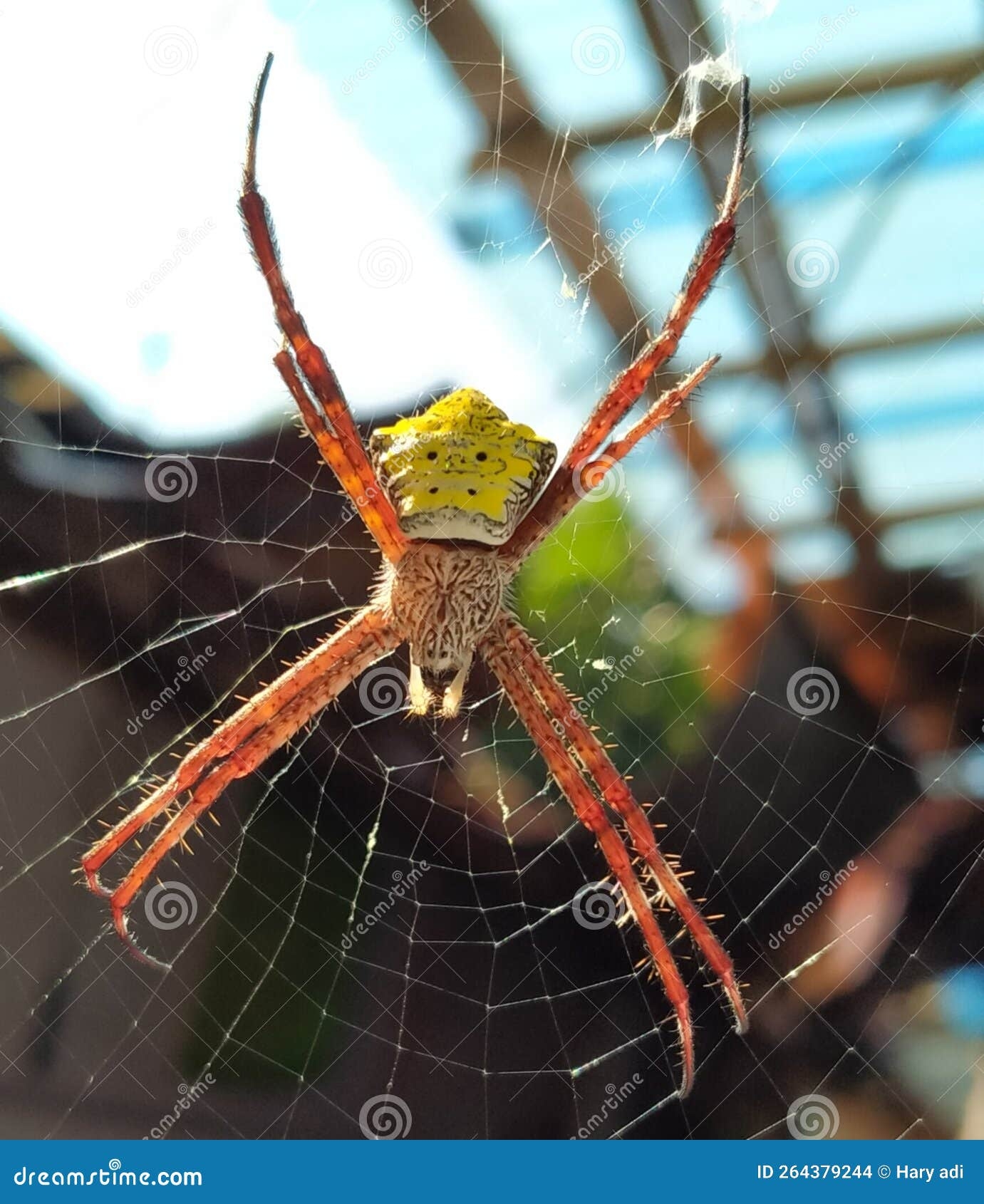 Yellow Belly Spider Stock Photo Image Of Yellow Dragonfly 264379244 Yellow Belly Spider Stock Photo Image Of Yellow Dragonfly 264379244