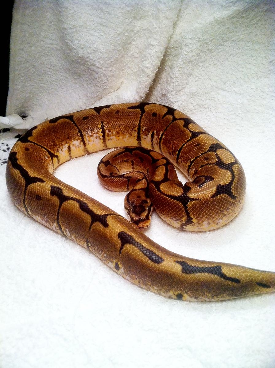 Yellow Belly Spider Yellow Belly Spider