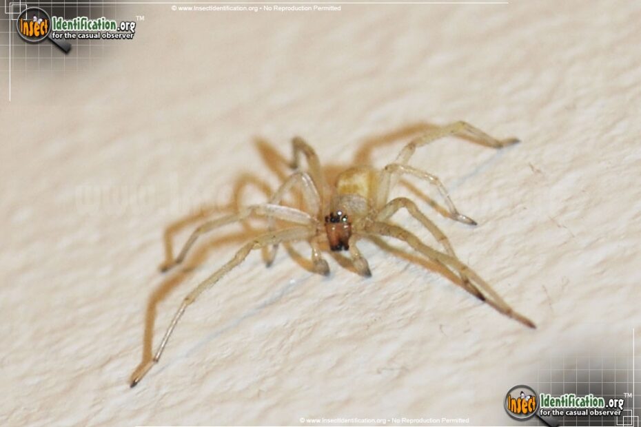 Yellow Sac Spider