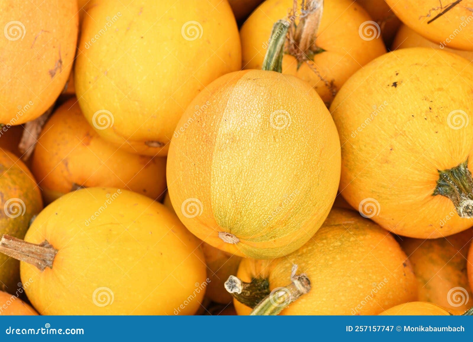 Yellow Skinned Spaghetti Squash Stock Image Image Of Pumpkin Pepo Yellow Skinned Spaghetti Squash Stock Image Image Of Pumpkin Pepo