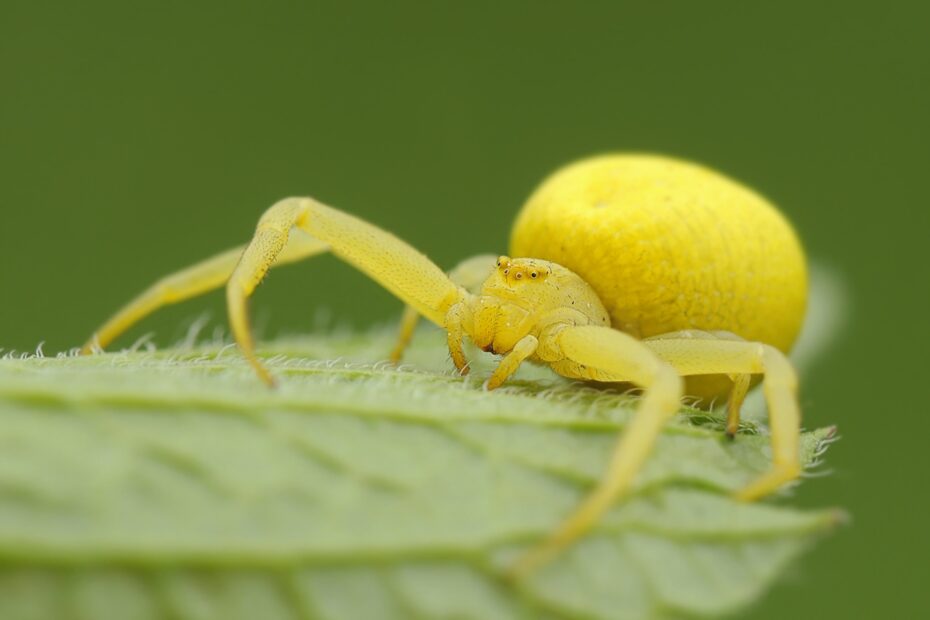 Yellow Spider By BogdanCh On DeviantArt