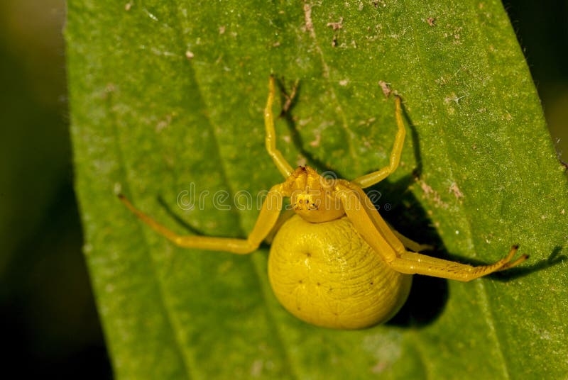 Yellow Spider On A Green Leaf Stock Photo Image Of Insects Green Yellow Spider On A Green Leaf Stock Photo Image Of Insects Green