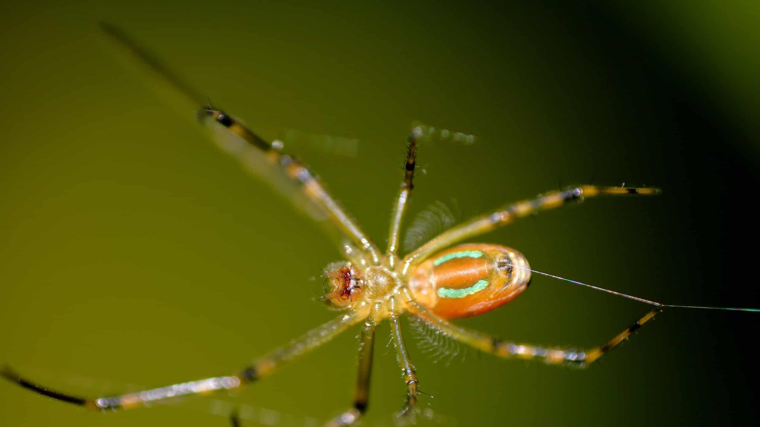 Yellow Tree Spider Yellow Tree Spider