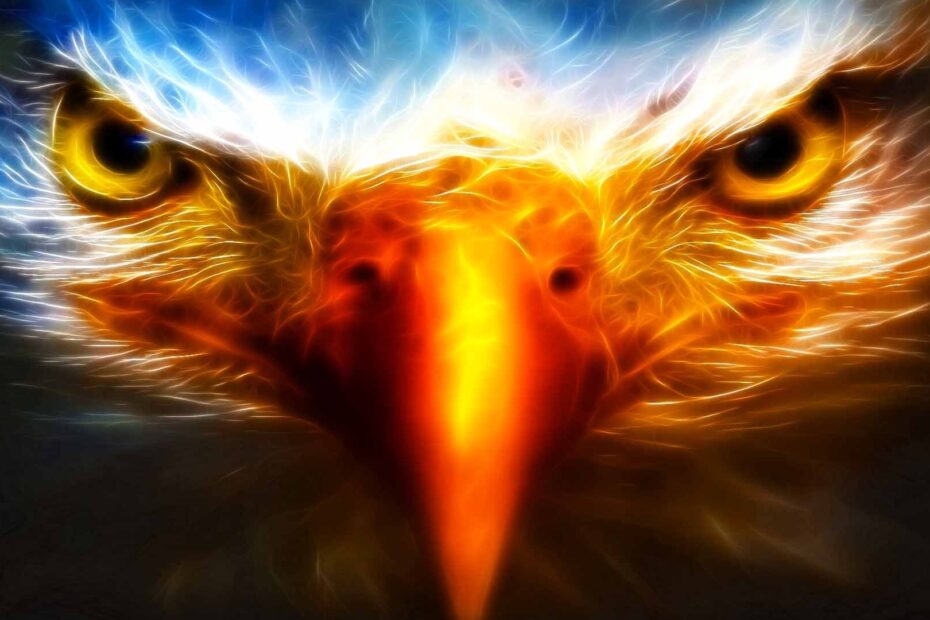 Yellow White Animals Birds Eagle Eye Coolwallpapers me