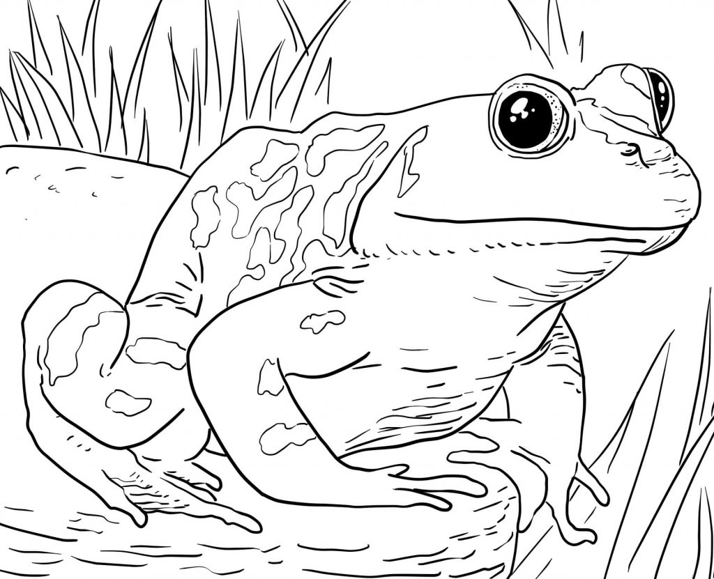 Zoo Animals Coloring Pages Best Coloring Pages For Kids Zoo Animals Coloring Pages Best Coloring Pages For Kids
