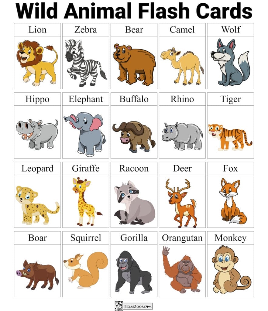 Zoo Flashcards A Fun Way To Learn Animals Florida Zoos Zoo Flashcards A Fun Way To Learn Animals Florida Zoos
